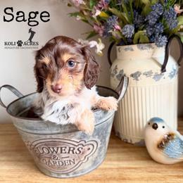 Sage - AKC - Silky - Chocolate and tan female Dachshund puppy in Kemp, Texas from Koli Acres