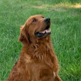 Hudson - Golden Retriever