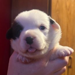 Girl 2 - Black and white female Cardigan Welsh Corgi puppy in Buskirk, New York from Hana-K’s Cardigan Welsh Corgis