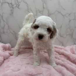 Luna - Parti female Goldendoodle puppy in Kansas City, Kansas from Bella & Ivy’s Mini Goldendoodles of KC