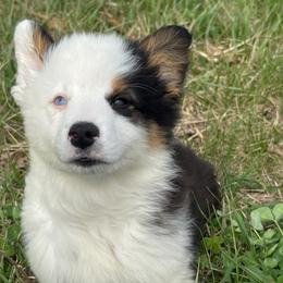 Alaska - Black and white male American Corgi puppy in Heyworth, Illinois from Schumaker Corgis