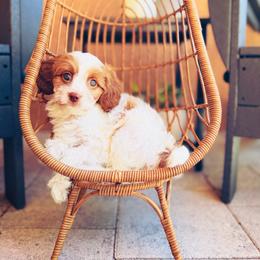 Athena - Blenheim female Cavapoo puppy in Spring Hill, Florida from Parisian Puppies
