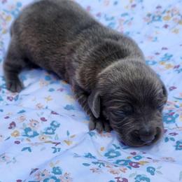 Stormy - Gray (blue) female Dachshund puppy in Altamonte Springs, Florida from Happy Tails Dachshunds