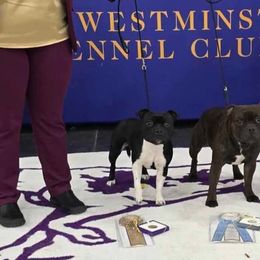 Staffordshire Bull Terriers from BREWLIN CREW
