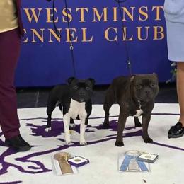 Staffordshire Bull Terriers from BREWLIN CREW