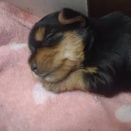 Girl 1 - female Yorkshire Terrier puppy in Potomac, Maryland from Fabiana's Yorkshire Terriers