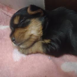 Girl 1 - female Yorkshire Terrier puppy in Potomac, Maryland from Fabiana's Yorkshire Terriers