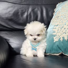 Cavapoo, Maltese, Maltipoo, and Poodle Puppies from Mt.BakerPoodles&Doodles