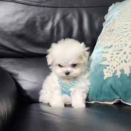 Cavapoo, Maltese, Maltipoo, and Poodle Puppies from Mt.BakerPoodles&Doodles