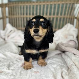Dawson - Black and cream male Dachshund puppy in Duncanville, Alabama from Bear Creek Dachshunds