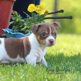Boy 2 - Teddy Roosevelt Terrier puppy in Robards, Kentucky from Dream Tree Kennel