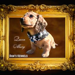 Queen Mary - Cream female Dachshund puppy in Splendora, Texas from Ram’s Kennels