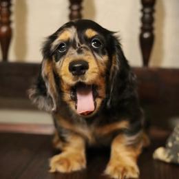 Dachshund puppies from Rising Dawn Dachshunds