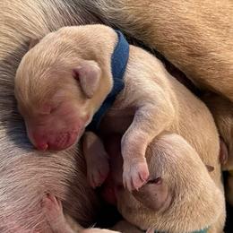 Ridge - Yellow male Labrador Retriever puppy in Rock Hill, South Carolina from North Star Retrievers