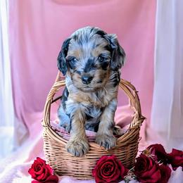 Bandit - Merle male Cockapoo puppy in Sparta, Missouri from Sis' Doodles & Poodles