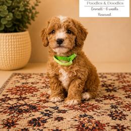 Emmett - Apricot male Goldendoodle puppy in Lake Charles, Louisiana from Perfect Fit Poodles & Doodles