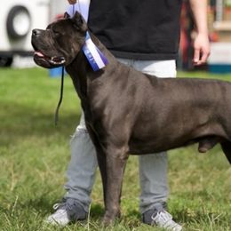 Cane Corso from Zeus and Luna Cane Corso