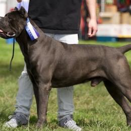 Cane Corso from Zeus and Luna Cane Corso
