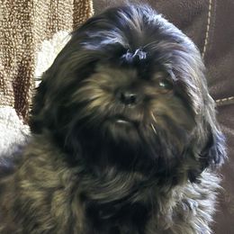 Skye - Shih Tzu