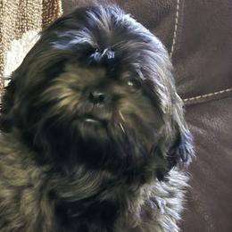 Skye - Shih Tzu