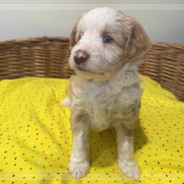 Girl 1 Aussie Doodle - Yellow female Miniature Australian Shepherd puppy in Pensacola, Florida from TNT MINI AUSSIES