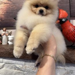 Gucio - Cream male Pomeranian puppy in Grayslake, Illinois from Touch Of Clouds Poms