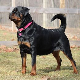 Elsa - Rottweiler