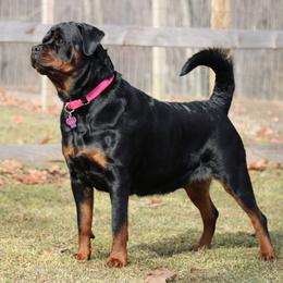 Elsa - Rottweiler