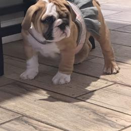 Bulldog and Pug Puppies from Tenpennypups