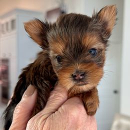 Yorkshire Terrier puppies from A Yorkie Tale