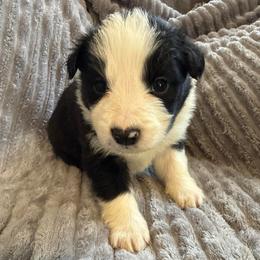Thor - Black and white male Border Collie puppy in Mckinney, Texas from Border Collies of Ruidoso
