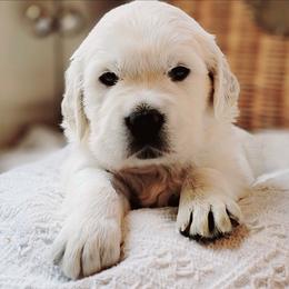 Mr. Sidney Parker - Light golden male Golden Retriever puppy in Hamilton, Ohio from Indy's God Given Goldens