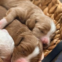 River - Red  male Goldendoodle puppy in Knoxville, Tennessee from Graystone Doodles