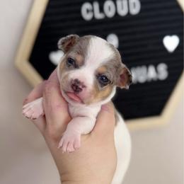 Duke - Merle male Chihuahua puppy in Harrison, Michigan from Cloud9 Chihuahuas