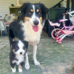 Astronaut - Black tri female Miniature Australian Shepherd puppy in Interlachen, Florida from Lucky Bones Miniature Australian Shepherds