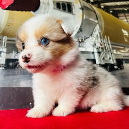 Rhea - Blue merle and white female American Corgi puppy in Cocoa, Florida from Cascadian Space Coast Corgis LLC