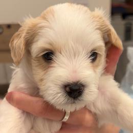 Alfie - Parti male Miniature Schnauzer puppy in Corona, California from 92882 Schnauzerville