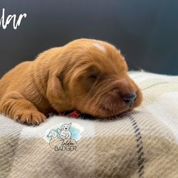 Red Collar - Dark golden male Golden Retriever puppy in Cheyenne, Wyoming from Golden Badger Kennels