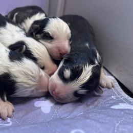 Boy 1 - Black and white male Siberian Husky puppy in Diamond Lake, Washington from Husky Haven WA