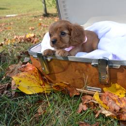 Cavalier King Charles Spaniel Puppies from Freeman's Royal Cavaliers