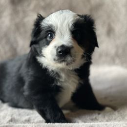 Rhett - Black tri male Miniature Australian Shepherd puppy in Wesley Chapel, Florida from August Oaks Aussies
