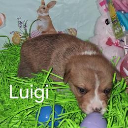 Luigi - Red male Pembroke Welsh Corgi puppy in Kingman, Kansas from Tiny Titans K9