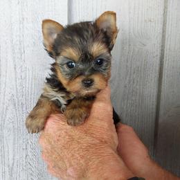 Girl 2 - Black and gold female Yorkshire Terrier puppy in Jamestown, Tennessee from Green Ridge