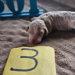 Boy 3 - Parti male Poodle puppy in Detroit, Michigan from Pretty Spoiled Spoos llc