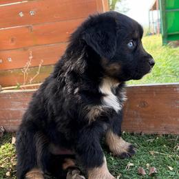 Elvis - Black tri-color male Australian Shepherd puppy in Roff, Oklahoma from Circle J Aussies