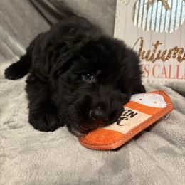 Helena Ravenclaw aka Raven - Black female German Shepherd puppy in Aurora, Illinois from Fairhaven German Shepherds