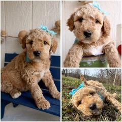 California blue  girl - Cream female Whoodle puppy in Smallett, Missouri from Leshas Whoodles