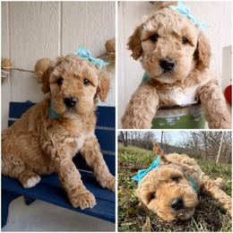 California blue  girl - Cream female Whoodle puppy in Smallett, Missouri from Leshas Whoodles
