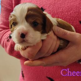 Cheers - Blenheim female Cavalier King Charles Spaniel puppy in Rockville, Maryland from Skais the Limit Cavaliers