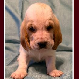 Burgundy collar feamale - Red and white female Basset Hound puppy in Columbia, South Carolina from Pawmetto Hounds